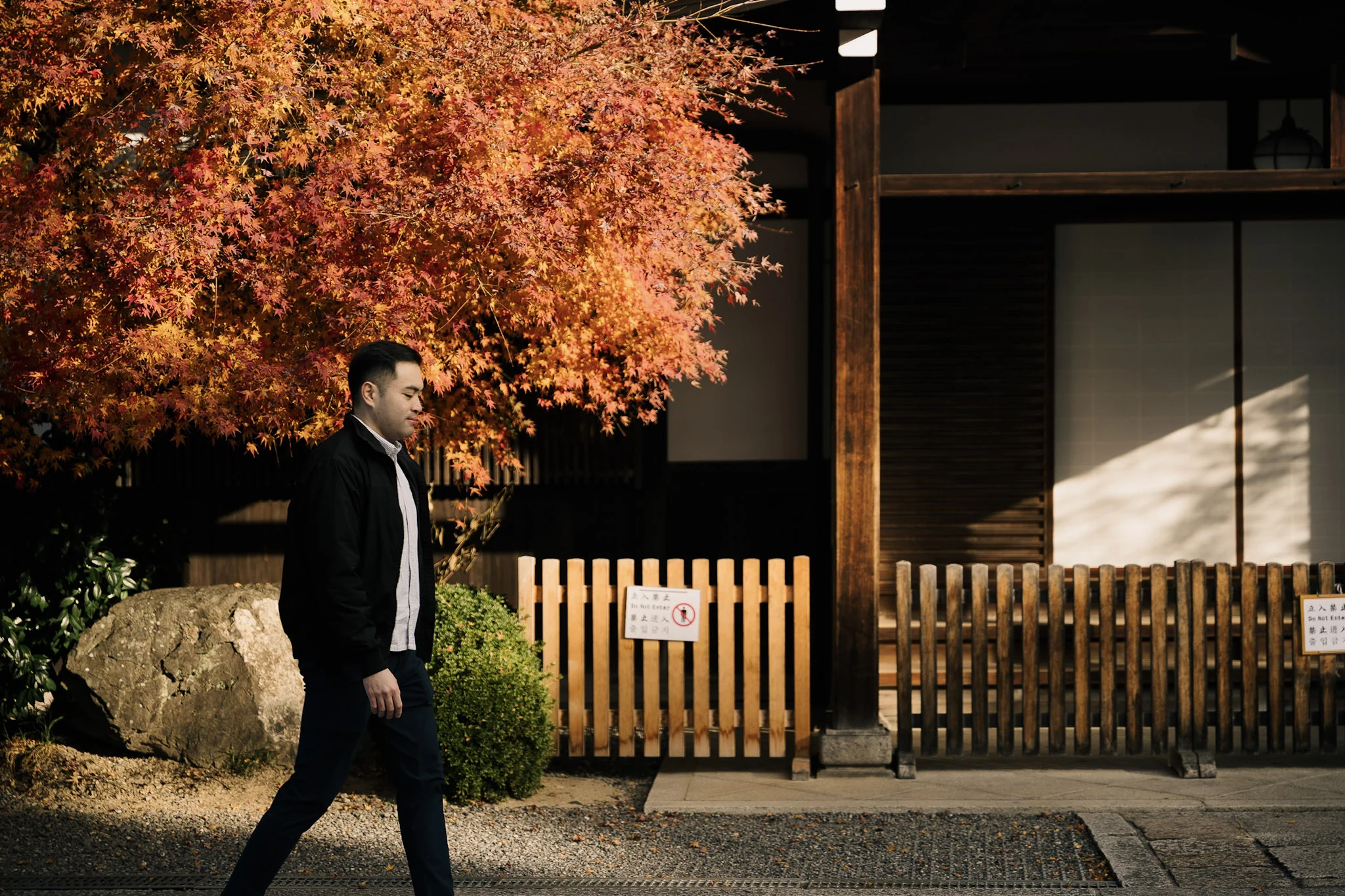 Man walking beside autumn maple leaves and a traditional wooden building